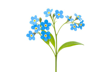 blue forget me not isolated on transparent background