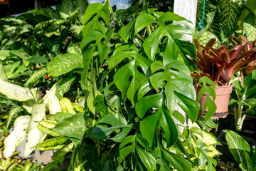 Philodendron tetrasperma leaves in the garden