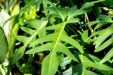 Close up of Philodendron Florida Beauty Green leaves