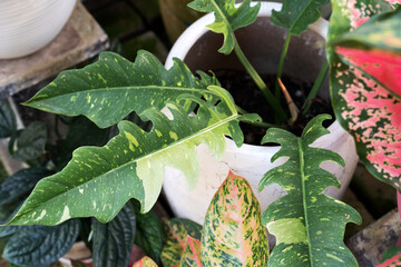 Philodendron Jungle Boogie or also known as Ring of Fire variegated © cn0ra