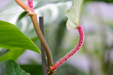 Philodendron Squamiferum with beautiful red hairy stem