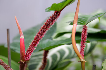 Philodendron Squamiferum with beautiful red hairy stem