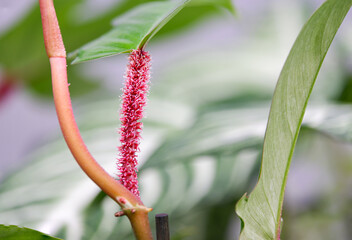 Philodendron Squamiferum with beautiful red hairy stem
