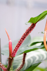 Philodendron Squamiferum with beautiful red hairy stem