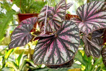 Candy stripe begonia in a hanging pot