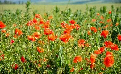 red poppies in the field. landscape with red poppies.