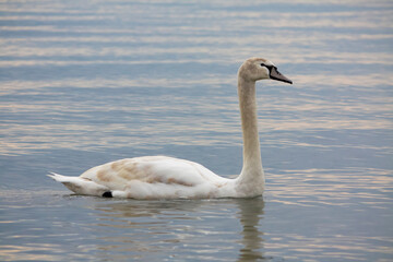 Obraz premium Peaceful scene of a white swan with elegant feathers swimming on a tranquil lake under a grey sky