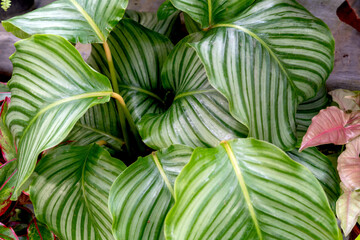 Close up of Calathea Orbifolia leaves