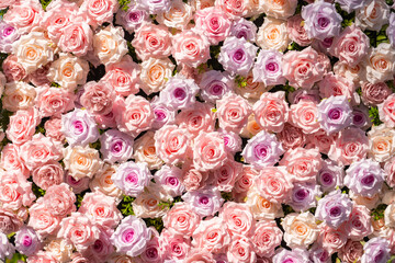 pink artificial rose background ,natural texture
