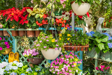 colourful flowers hanging on fence in garden