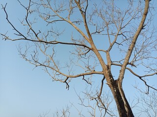 A tree with no leaves


