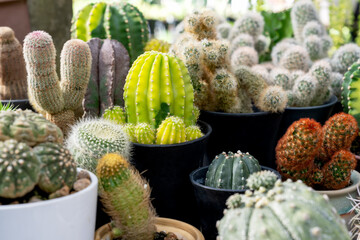 Close up of variaties of Gymnocalycium, torch and barrel cactus plants in a pot in the garden