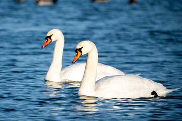 mute swans on the water