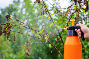 A man sprays trees in the garden. Selective focus. - obrazy, fototapety, plakaty