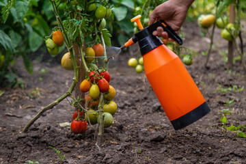 A man sprays tomatoes in the garden. Selective focus.