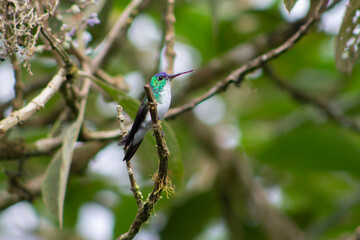 Colibrí