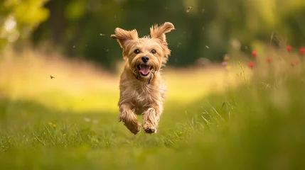 Foto op Canvas A dog joyfully running through a field with its tail wagging. © Lans