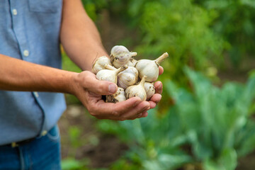 Garlic harvest in the hands of a farmer. Selective focus.