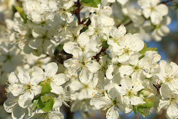 Abstract floral spring background from defocused delicate cherry blossoms. Banner for screen, greeting card, invitation, seasonal concept of Easter and new life rebirth,