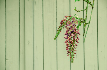 Wisteria flower on green background