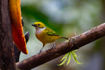 Tangara icterocephala