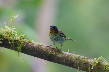 Tangara Golirrufa - Ixothraupis Rufigula