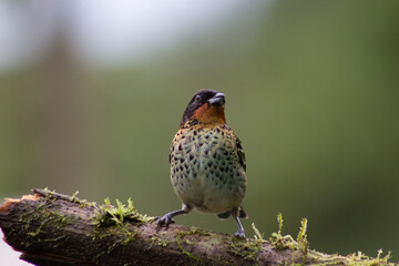 Tangara Golirrufa - Ixothraupis Rufigula