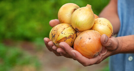 Onion harvest in the hands of a farmer. Selective focus.