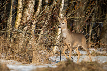 roe deer in the woods © Roman H.