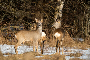 roe deers in the forest