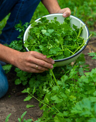 Naklejka na ściany i meble A farmer is harvesting cilantro in the garden. Selective focus.