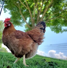 Chicken