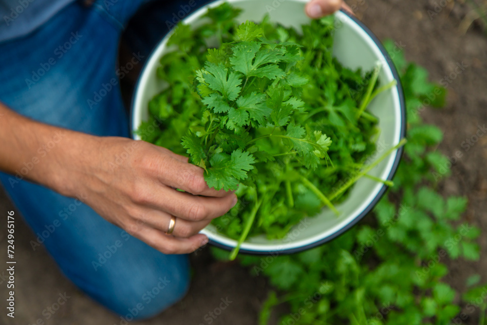 Wall mural a farmer is harvesting cilantro in the garden. selective focus.