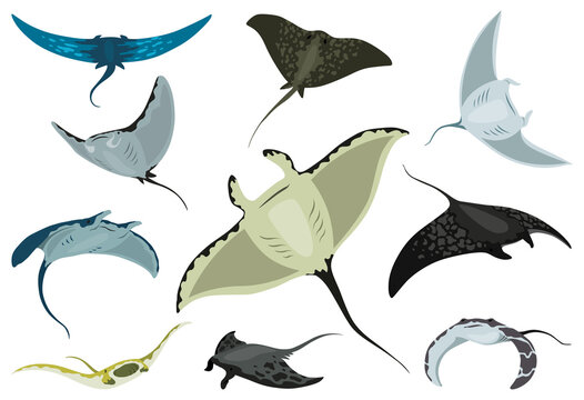 Stingray fishes. Sea animals floating underwater. Set of cute cartoon stingrays. Adorable sea creatures isolated on white background. Wildlife, nature concept.  illustration of manta ray