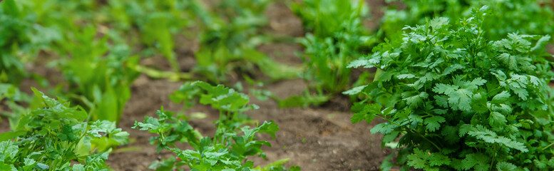 Cilantro harvest in the garden. Selective focus.