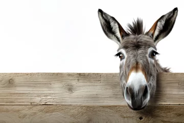 Rollo curious donkey peeks out from behind the fence, banner with copy space © aninna