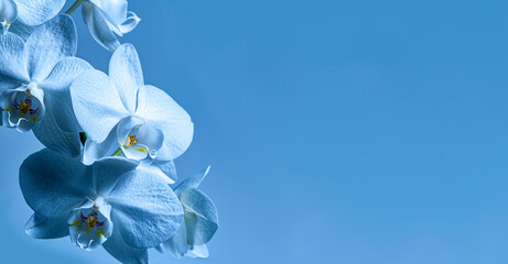 blue orchid flowers in the detail