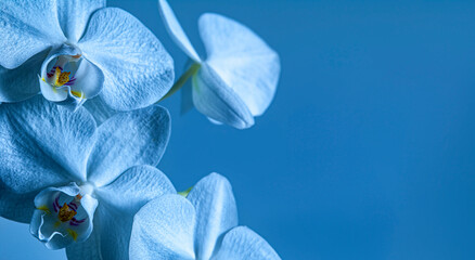blue orchid flowers in the detail © Vera Kuttelvaserova