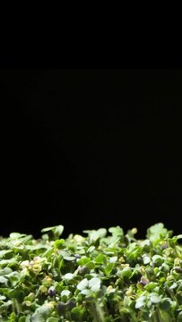 Vertical screen: Mustard Sprouts Micro Greens Moving in Time Lapse as Perfect Organic Food Background. Growing Germination of Newborn Mustard Greens Plant in Greenhouse Agriculture.