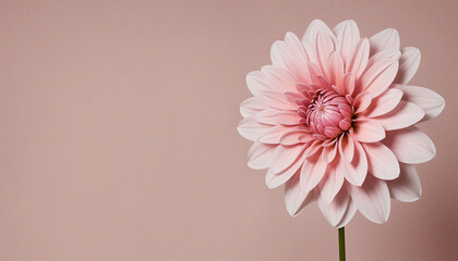Soft pink dahlia bloom on muted pink backdrop. Artistic creation