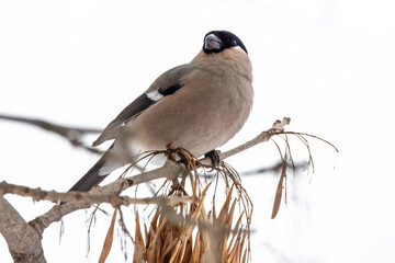 A female Eurasian bullfinch sits on a branch with dry maple tree seeds and looks towards the camera...