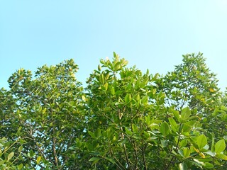 Rhizophora stylosa, the spotted mangrove, red mangrove, small stilted mangrove or stilt-root mangrove, is a tree in the family Rhizophoraceae. 