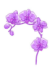 Illustration of orchid flower. Beautiful decorative plant.