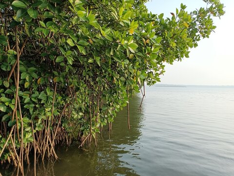 Rhizophora stylosa, the spotted mangrove, red mangrove, small stilted mangrove or stilt-root mangrove, is a tree in the family Rhizophoraceae. 