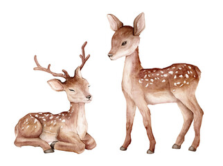 Watercolor set of baby deer. Spotted deer isolated on white background. Hand painted wild animal template for fabric. Realistic animal for design and print or background.