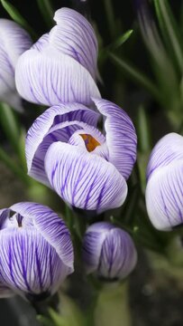 Vertical screen: Timelapse of several violet crocuses flowers grow, blooming and fading on black background. easter, spring, holidays concept