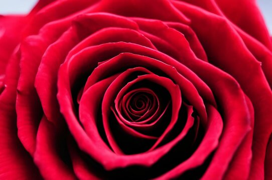 Red rose close up. Single red rose macro