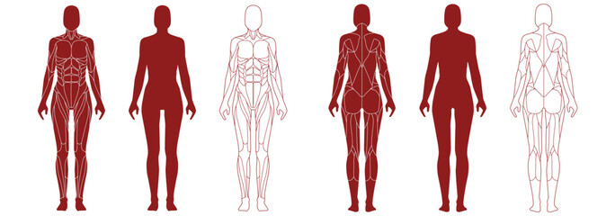 Female figure with anatomical muscles front and back view set. Red silhouette of muscle structure with biological outline of structure for medical and training vector design - obrazy, fototapety, plakaty