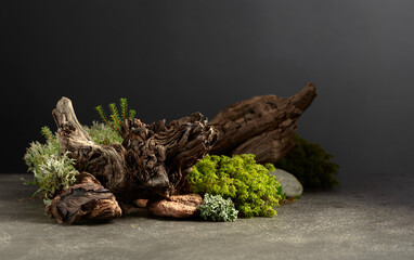 Northern natural composition with lichen, moss, branches and driftwood.