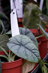 Alocasia Melo with interesting leafs